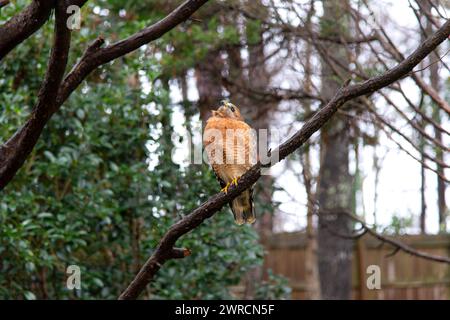 An adult, Red-shouldered Hawk (Buteo lineatus) looking straight up while sitting on a tree branch in a suburban backyard. Stock Photo