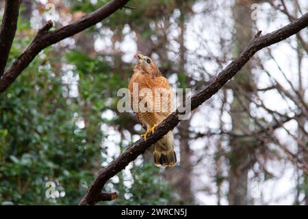 An adult, Red-shouldered Hawk (Buteo lineatus) looking up while sitting on a tree branch in a suburban backyard. Stock Photo