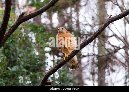 An adult Red-shouldered Hawk (Buteo lineatus) sitting on a tree branch in a suburban backyard. Stock Photo