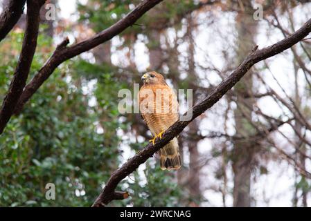 An adult Red-shouldered Hawk (Buteo lineatus) sitting on a tree branch in a suburban backyard. Stock Photo