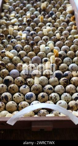 Vertical photo of the pallet filled with quail eggs for incubation at home, layout of the quail eggs in a box of an incubator for laying Stock Photo