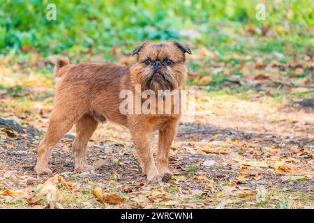 Brussels Griffon for a walk in the park. Funny brussels griffon dog walking on leaves at sunny day in forest Stock Photo