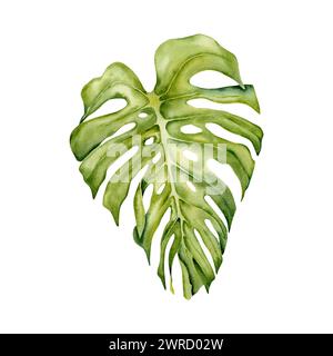 Green monstera leaf. Watercolor hand painted tropical plant part. Isolated element on white background. Natural botanical illustration. Stock Photo