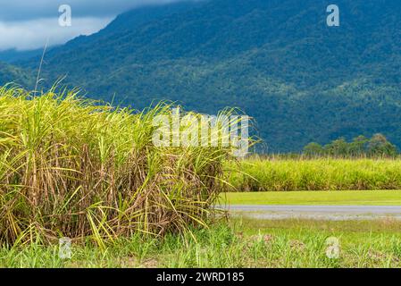 Sugarcane fields just north of Mossman, below the Daintree National Park in Queensland, Australia, ready for harvesting Stock Photo