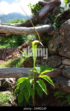 Green flower - Arisaema tortuosum, the whipcord cobra lily. Nepal Himalayas Stock Photo