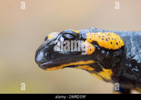 macro portrait of a beautiful fire salamander (Salamandra salamandra) Stock Photo