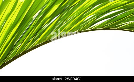 Beautiful green palm tree leaf  in details on white background Stock Photo
