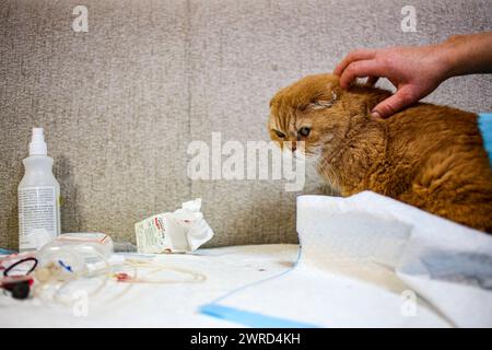 Poznan, Poznan, Poland. 12th Mar, 2024. EWA ZGRABCZYNSKA dismissed director of Poznan zoo's hand scratches a cat named Garfield who was given treatment for an illness, injury and infection from transport. The cat, who was a rescue from Ukraine underwent grave illness and was treated in the zoo where most animals, both domestic and wildlife were quarantined on the grounds of the zoo or in other people's domiciles and then taken into transport in other parts of Europe (for wildlife) and re-homed (Credit Image: © Bianca Otero/ZUMA Press Wire) EDITORIAL USAGE ONLY! Not for Commercial USAGE! Stock Photo