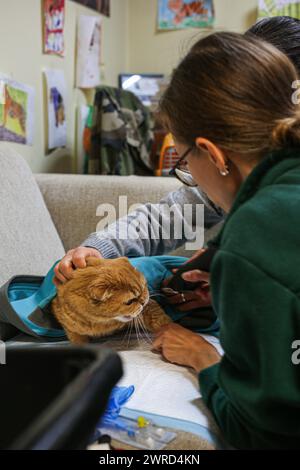 Poznan, Poznan, Poland. 12th Mar, 2024. EWA ZGRABCZYNSKA dismissed director of Poznan zoo and a Zoo veterinarian, tend to orange cat nick-named Garfield in Zoo office. The cat, who was a rescue from Ukraine underwent grave illness and was treated in the zoo where most animals, both domestic and wildlife were quarantined on the grounds of the zoo or in other people's domiciles and then taken into transport in other parts of Europe (for wildlife) and re-homed (Credit Image: © Bianca Otero/ZUMA Press Wire) EDITORIAL USAGE ONLY! Not for Commercial USAGE! Stock Photo