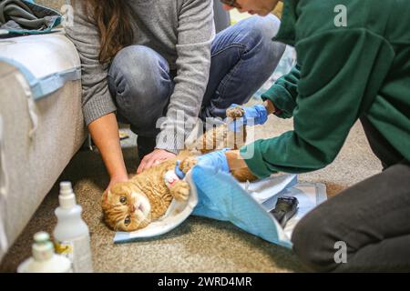 Poznan, Poznan, Poland. 12th Mar, 2024. EWA ZGRABCZYNSKA dismissed director of Poznan zoo and a Zoo veterinarian, hold down an orange cat nick-named Garfield that can be seen growling before administrating medicine for an illness and injury. The cat, who was a rescue from Ukraine underwent grave illness and was treated in the zoo where most animals, both domestic and wildlife were quarantined on the grounds of the zoo or in other people's domiciles and then taken into transport in other parts of Europe (for wildlife) and re-homed (Credit Image: © Bianca Otero/ZUMA Press Wire) EDITORIAL USAG Stock Photo