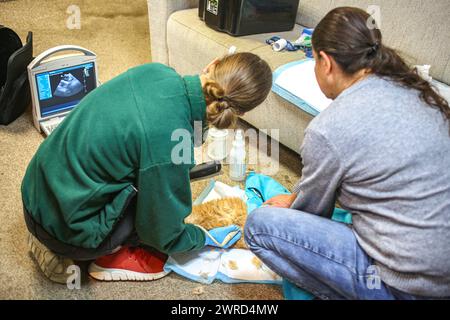 Poznan, Poznan, Poland. 12th Mar, 2024. EWA ZGRABCZYNSKA dismissed director of Poznan and a Zoo veterinarian, take an ultrasound look on the belly of a cat, that became ill and injured. The cat, who was a rescue from Ukraine underwent grave illness and was treated in the zoo where most animals, both domestic and wildlife were quarantined on the grounds of the zoo or in other people's domiciles and then taken into transport in other parts of Europe (for wildlife) and re-homed (Credit Image: © Bianca Otero/ZUMA Press Wire) EDITORIAL USAGE ONLY! Not for Commercial USAGE! Stock Photo