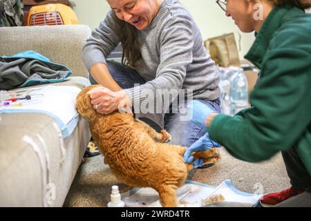 Poznan, Poznan, Poland. 12th Mar, 2024. EWA ZGRABCZYNSKA dismissed director of Poznan zoo holds down an orange cat nick-named Garfield that is connected to IV and to be treated for injury and a Zoo veterinarian. The cat, who was a rescue from Ukraine underwent grave illness and was treated in the zoo where most animals, both domestic and wildlife were quarantined on the grounds of the zoo or in other people's domiciles and then taken into transport in other parts of Europe (for wildlife) and re-homed (Credit Image: © Bianca Otero/ZUMA Press Wire) EDITORIAL USAGE ONLY! Not for Commercial USA Stock Photo