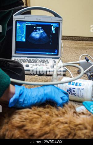 Poznan, Poznan, Poland. 12th Mar, 2024. EWA ZGRABCZYNSKA dismissed director of Poznan and a Zoo veterinarian, take an ultrasound look on the belly of a cat, that became ill and injured. The cat, who was a rescue from Ukraine underwent grave illness and was treated in the zoo where most animals, both domestic and wildlife were quarantined on the grounds of the zoo or in other people's domiciles and then taken into transport in other parts of Europe (for wildlife) and re-homed (Credit Image: © Bianca Otero/ZUMA Press Wire) EDITORIAL USAGE ONLY! Not for Commercial USAGE! Stock Photo