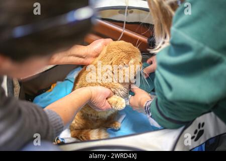 Poznan, Poznan, Poland. 12th Mar, 2024. EWA ZGRABCZYNSKA dismissed director of Poznan zoo and a Zoo staff, check on an orange cat nick-named Garfield in Zoo office.The cat, who was a rescue from Ukraine underwent grave illness and was treated in the zoo where most animals, both domestic and wildlife were quarantined on the grounds of the zoo or in other people's domiciles and then taken into transport in other parts of Europe (for wildlife) and re-homed (Credit Image: © Bianca Otero/ZUMA Press Wire) EDITORIAL USAGE ONLY! Not for Commercial USAGE! Stock Photo