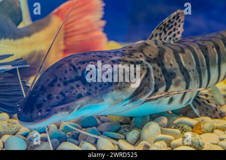 tiger shovelnose catfish swimming in a tank with a decorative ornament. The catfish has a patterned body with distinctive barbels. leopart catfish or Stock Photo
