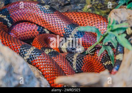 Lampropeltis triangulum sinaloae, also known as a Sinaloan milk snake. This non-venomous colubrid snake is known for its red body with black and white Stock Photo