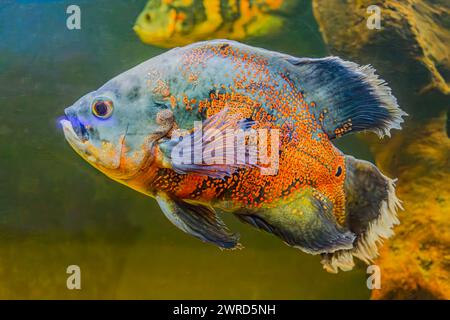 South American Cichlid with a vibrant blue body. The fish explores its tank environment, showcasing its colorful scales and fins. Stock Photo