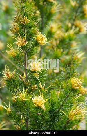 Grevillea juniperina sulphurea, sulphur-yellow spider flower, clusters pale yellow flowers in spring Stock Photo