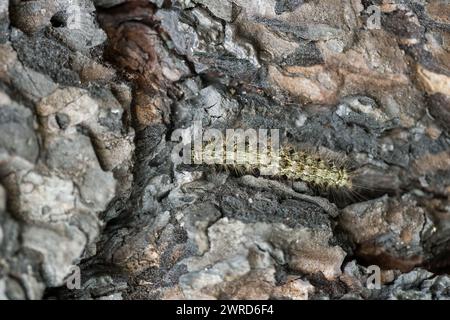 Red-necked footman moth larva (Atolmis rubricollis) Stock Photo