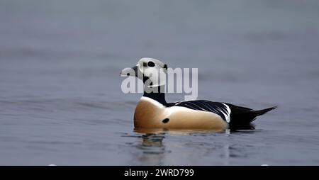 Stellers duck male swimming in breeding plumage Stock Photo
