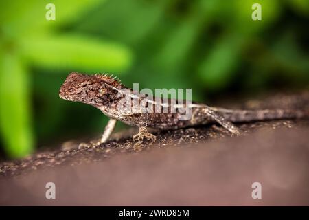A Lizard Agama in Vietnam Stock Photo