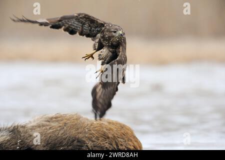 abfliegend... Mäusebussard  Buteo buteo , schwungvoller Abflug, Flugaufnahme, saß zuvor auf einem toten Wildschwein, Verkehrsopfer, Aas, von dem der Bussard, Greifvogel, Raubvogel gefressen hat *** Common Buzzard / Buzzard  Buteo buteo taking off from a carcass, where it was feeding before, wildlife, Europe. Mecklenburg-Vorpommern Deutschland, Europa Stock Photo