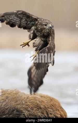 abfliegend... Mäusebussard  Buteo buteo , schwungvoller Abflug, Flugaufnahme, saß zuvor auf einem toten Wildschwein, Verkehrsopfer, Aas, von dem der Bussard, Greifvogel, Raubvogel gefressen hat *** Common Buzzard / Buzzard  Buteo buteo taking off from a carcass, where it was feeding before, wildlife, Europe. Mecklenburg-Vorpommern Deutschland, Europa Stock Photo
