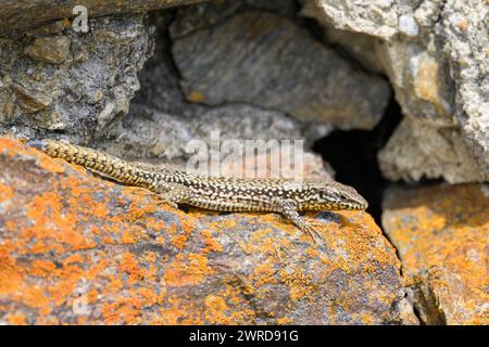 A common wall lizard resting on a rock, sunny day in springtime Stock Photo