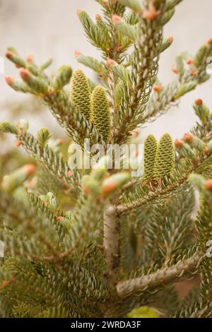 Detail of fresh spring fir cones and branches on country yard Stock Photo