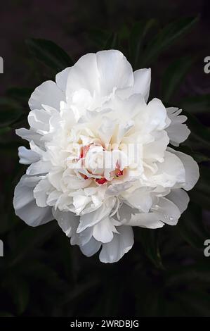 A white peony flower in full bloom on a dark background. Vertical photo of a garden flower. Stock Photo