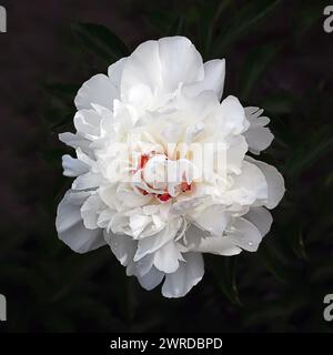 A white peony flower in full bloom on a dark background. Vertical photo of a garden flower. Stock Photo