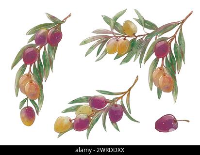 Watercolor green olives collection. Ripe fruits on branch with leaves ...