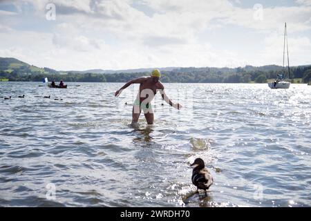 29/08/15  Kevin Welsh completes his swim at Ambleside.  Competitors take part in the annual 10.5 mile swim along the length of Lake Windermere (Britai Stock Photo