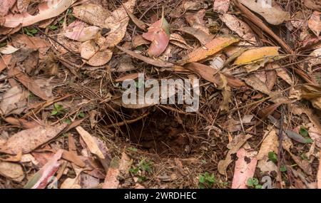 Conical hole dug by long-nosed bandicoot, Perameles nasuta, amongst dead fallen leaves on floor of sub-tropical rainforest ,Queensland, Australia. Stock Photo