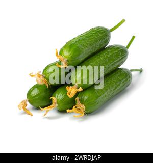 Heap of fresh young homegrown green small cucumbers with flowers close up isolated on white background Stock Photo
