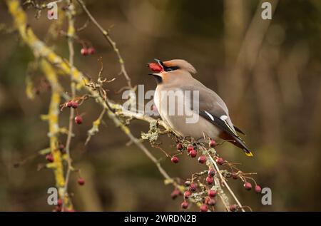 Waxwing irruption winter 2023 /2024. Hassop station, Derbyshire Stock Photo