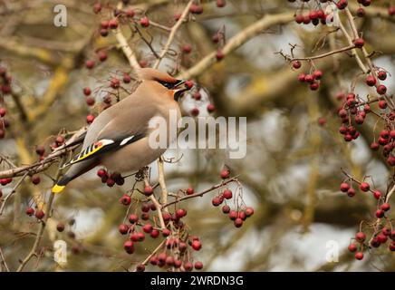 Waxwing irruption winter 2023 /2024. Hassop station, Derbyshire Stock Photo