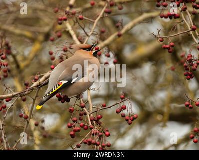 Waxwing irruption winter 2023 /2024. Hassop station, Derbyshire Stock Photo