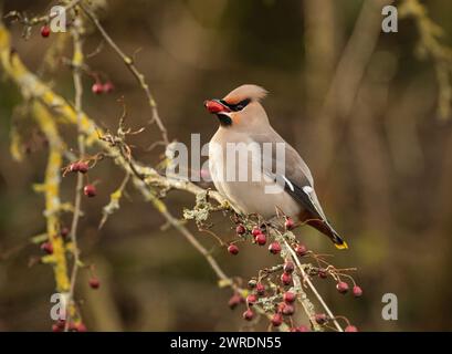 Waxwing irruption winter 2023 /2024. Hassop station, Derbyshire Stock Photo