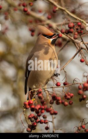 Waxwing irruption winter 2023 /2024. Hassop station, Derbyshire Stock Photo