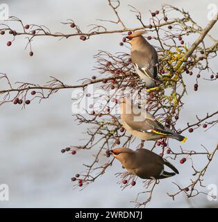 Waxwing irruption winter 2023 /2024. Hassop station, Derbyshire Stock Photo