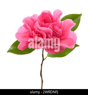 Pink Camellia  flower  isolated on white background Stock Photo