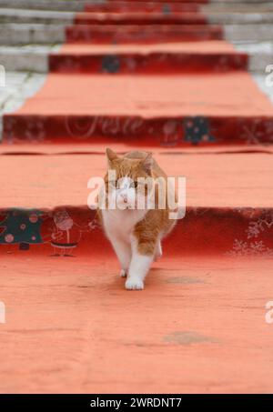 A cute red and white cat walks confidently on a red carpet in the historic Italian village of Alberobello, posing for a perfect photo in a charming se Stock Photo