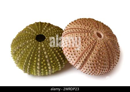 Sea urchins isolated on white background Stock Photo