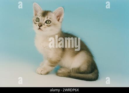 Cute Asian Tiffanie Blue Silver Shaded Kitten Sitting on Blue to White Background Stock Photo