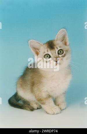 Cute Asian Tiffanie Blue Silver Shaded Kitten Sitting on Blue to White Background Stock Photo