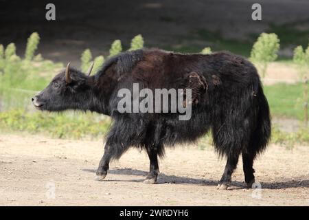 The wild yak (Bos mutus) is a large wild bovid native to the Himalayas. It is the ancestor of the domestic yak (Bos grunniens) Stock Photo