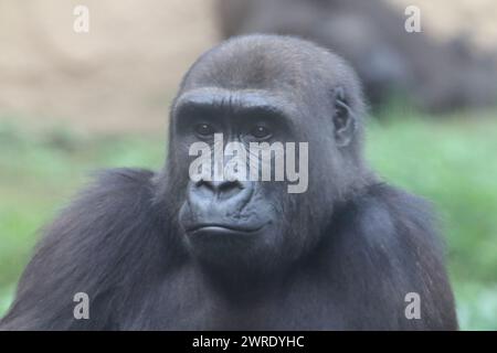 Gorillas are ground-dwelling, predominantly herbivorous apes that inhabit the forests of central Sub-Saharan Africa Stock Photo