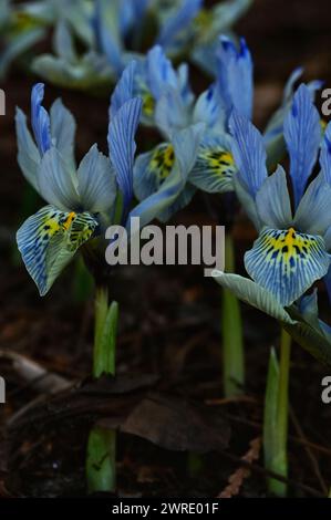 Purple and yellow wildflowers scattered on woodland ground Stock Photo
