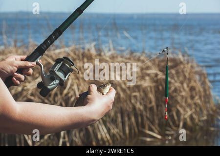 The fisherman holds in his hands caught fish and a rod with a reel against the background of the river and reeds. Stock Photo